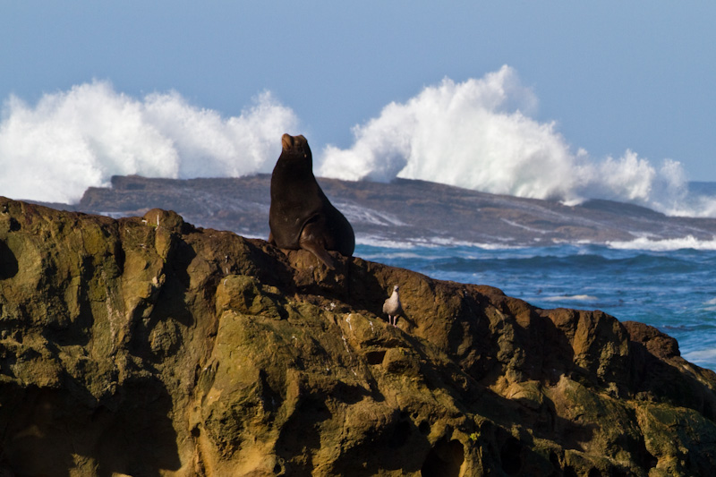 California Sea Lion And Breaking Waves